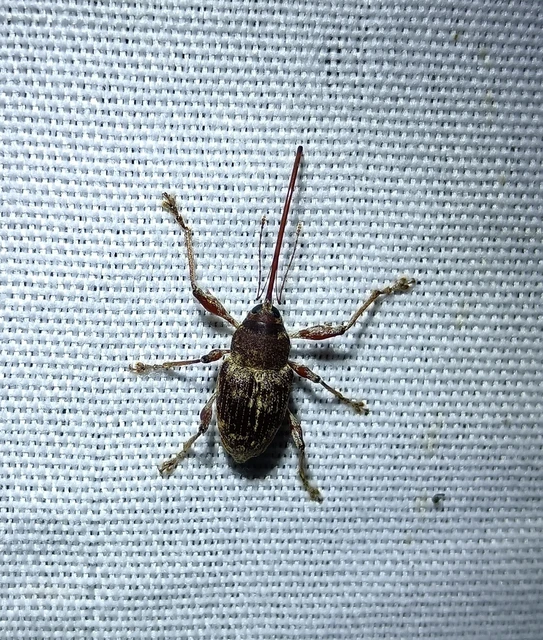 Curculio elephas - gesztenyezsuzsóka Curculio elephas - gesztenyezsuzsóka