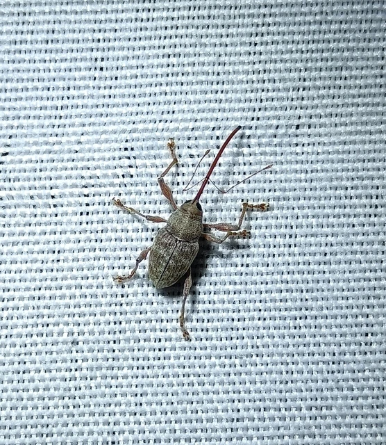 Curculio elephas - gesztenyezsuzsóka Curculio elephas - gesztenyezsuzsóka