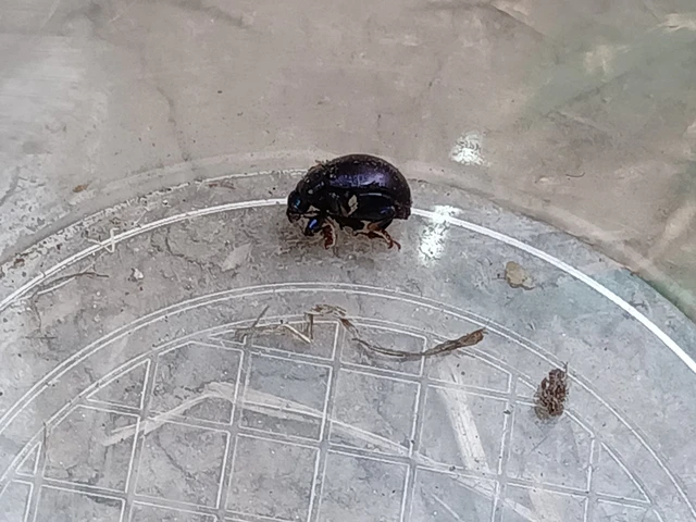 Chrysolina sturmi - vöröslábú levelész