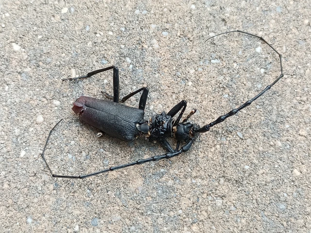 Cerambyx cerdo - nagy hőscincér