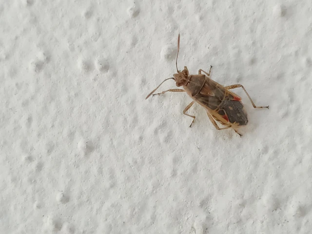 Rhopalidae - üvegpoloskák Rhopalidae - üvegpoloskák