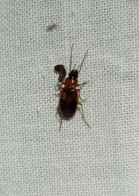 Carabidae - futóbogárfélék Carabidae - futóbogárfélék