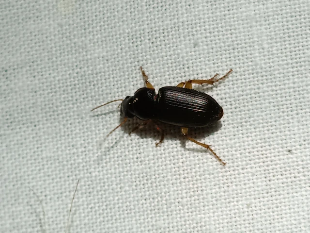 Carabidae - futóbogárfélék Carabidae - futóbogárfélék