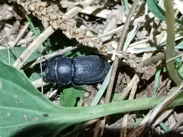 Dorcus parallelipipedus - kis szarvasbogár
