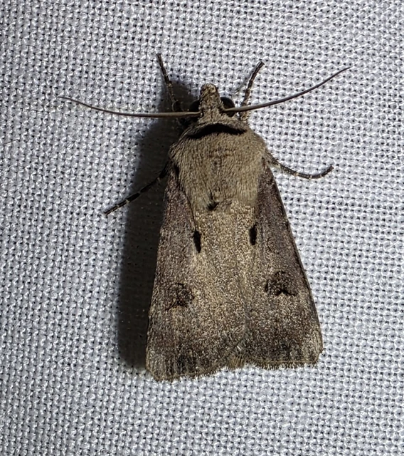 Agrotis exclamationis - felkiáltójeles földibagoly