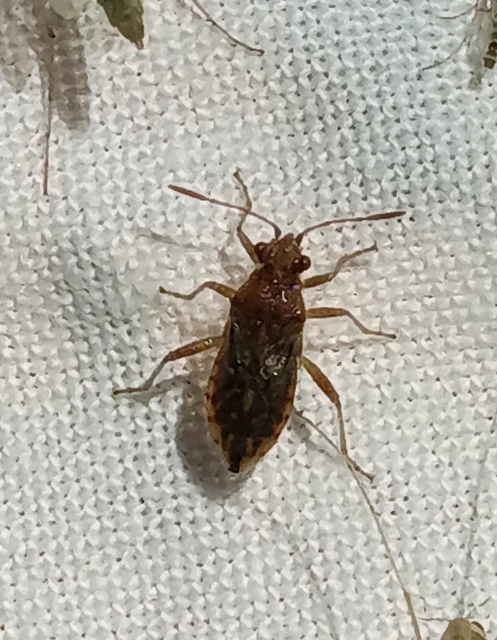 Rhopalidae - üvegpoloskák Rhopalidae - üvegpoloskák