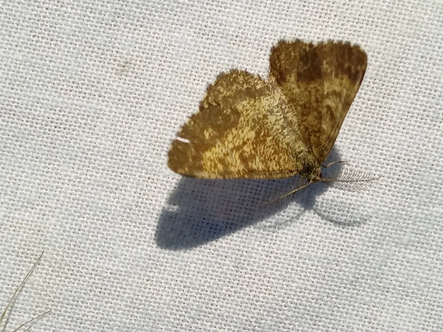 Ematurga atomaria - barna rétiaraszoló