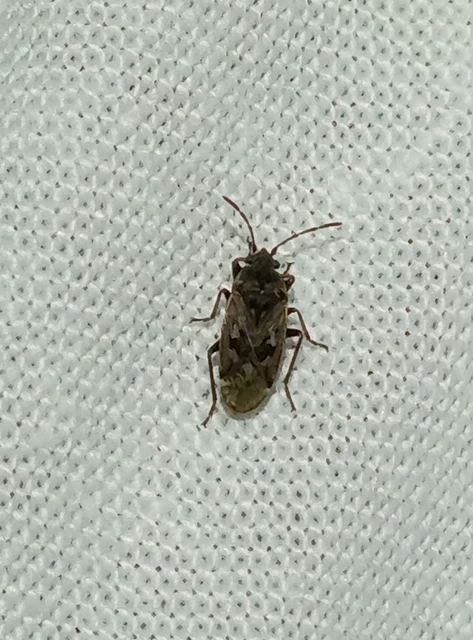 Sphragisticus nebulosus - foltos bodobács