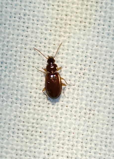 Carabidae - futóbogárfélék Carabidae - futóbogárfélék