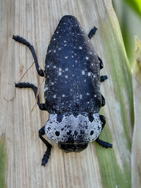 Capnodis tenebrionis - kökény-tükrösdíszbogár Capnodis tenebrionis - kökény-tükrösdíszbogár