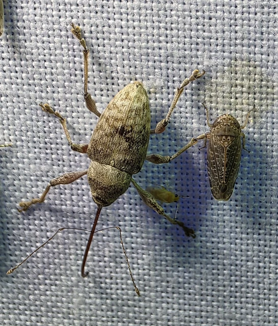 Curculio elephas - gesztenyezsuzsóka Curculio elephas - gesztenyezsuzsóka