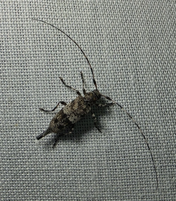 Acanthocinus griseus - szürke daliáscincér