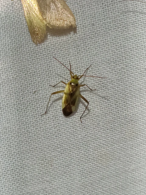 Adelphocoris lineolatus - lucernapoloska Adelphocoris lineolatus - lucernapoloska