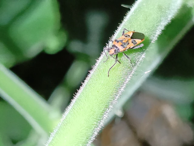 Corizus hyoscyami - piros karimáspoloska Corizus hyoscyami - piros karimáspoloska