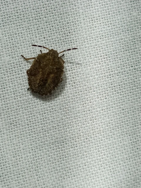 Dolycoris baccarum - közönséges bogyómászó-poloska