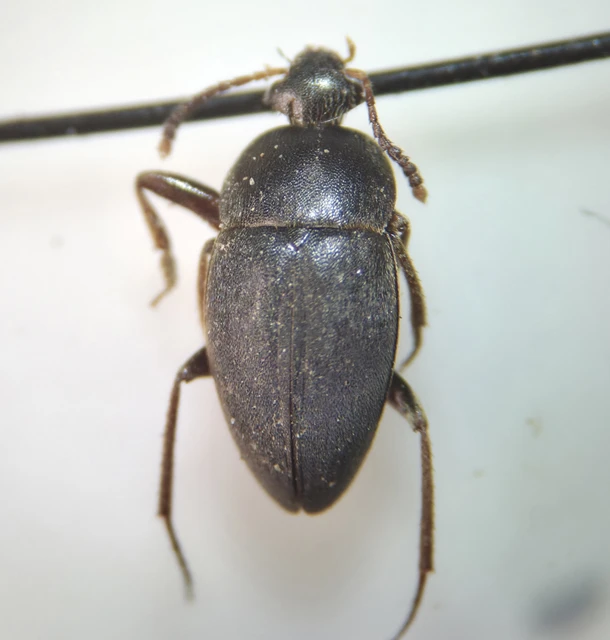 Leiodidae - pecebogárfélék Leiodidae - pecebogárfélék