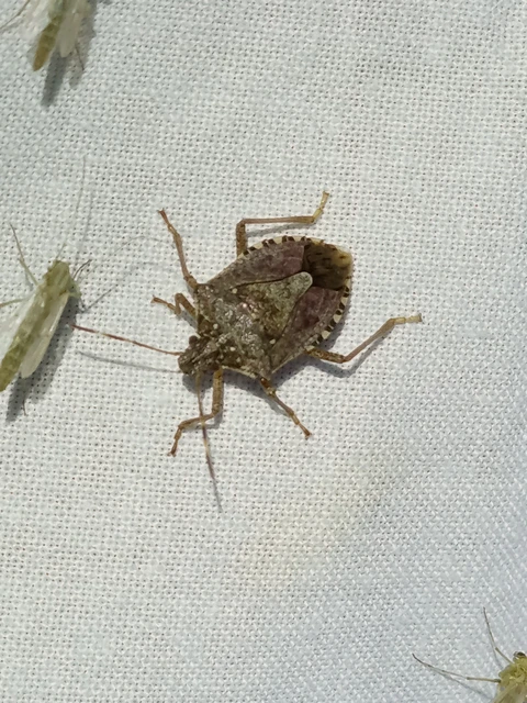 Halyomorpha halys - ázsiai márványospoloska