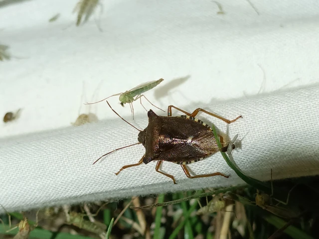 Pentatoma rufipes - vöröslábú címerespoloska