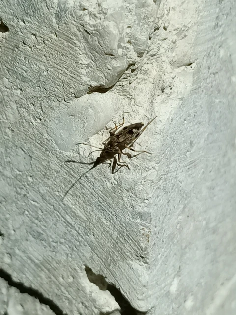 Beosus maritimus - homoki bodobács