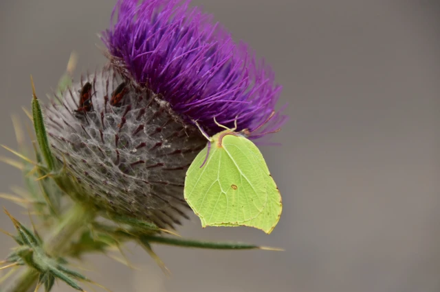 Gonepteryx rhamni - citromlepke