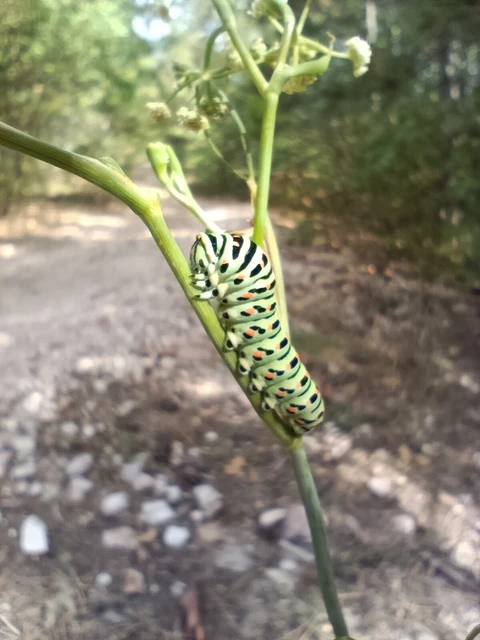 Papilio machaon - fecskefarkú lepke