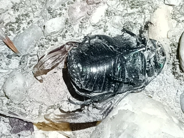 Cetonia aurata - aranyos virágbogár Cetonia aurata - aranyos virágbogár