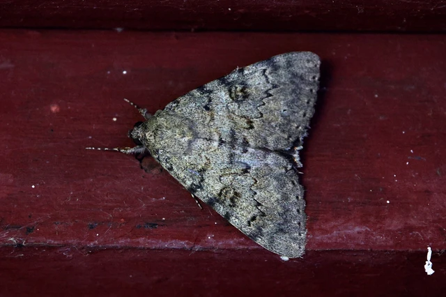 Catocala puerpera - nyárfa-övesbagoly Catocala puerpera - nyárfa-övesbagoly