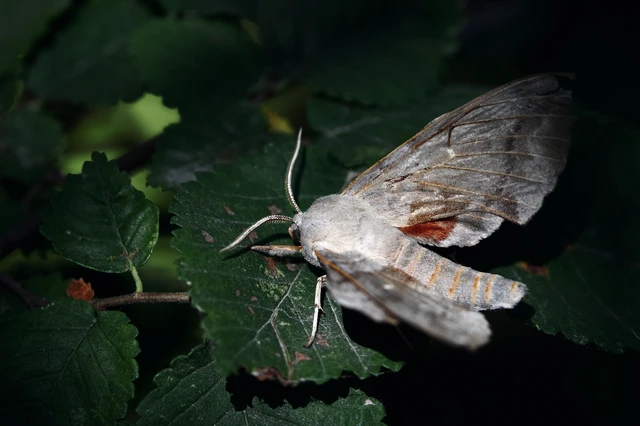 Laothoe populi - nyárfaszender Laothoe populi - nyárfaszender