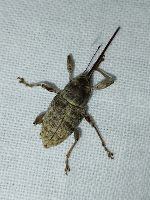 Curculio elephas - gesztenyezsuzsóka Curculio elephas - gesztenyezsuzsóka