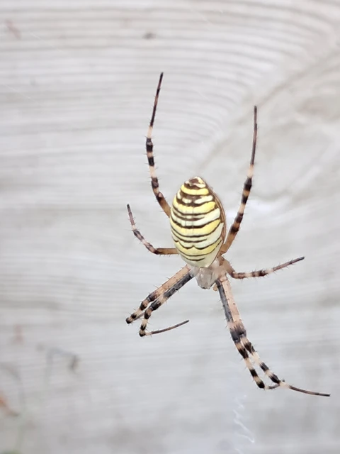 Araneae - Pókok Araneae - Pókok