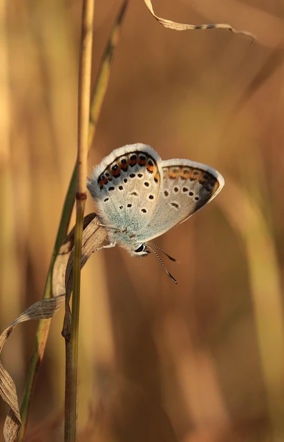 Plebejus argus - ezüstös boglárka Plebejus argus - ezüstös boglárka