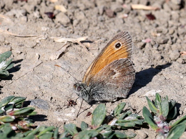 Coenonympha pamphilus - kis szénalepke Coenonympha pamphilus - kis szénalepke
