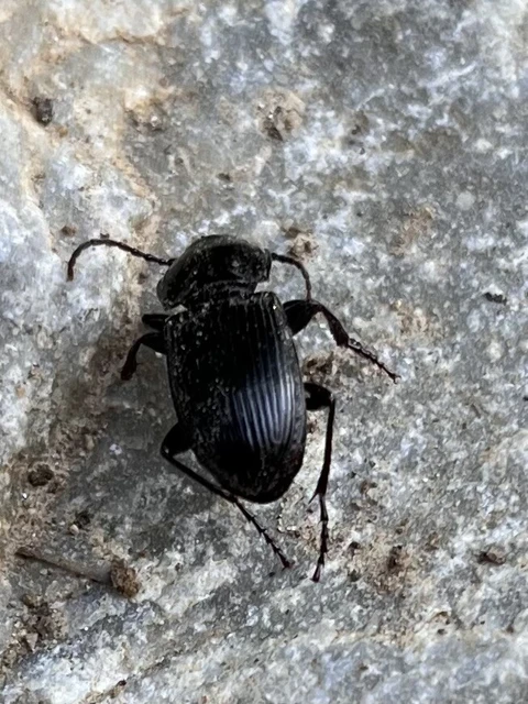 Carabidae - futóbogárfélék Carabidae - futóbogárfélék