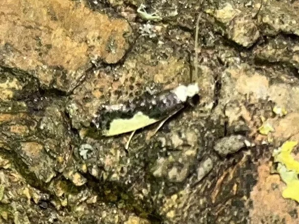 Monopis monachella - apácamoly Monopis monachella - apácamoly