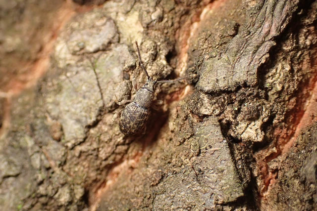 Entiminae Entiminae