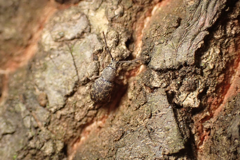 Entiminae Entiminae