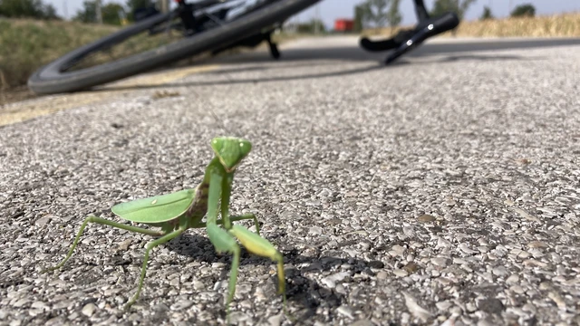 Mantodea - Fogólábúak Mantodea - Fogólábúak
