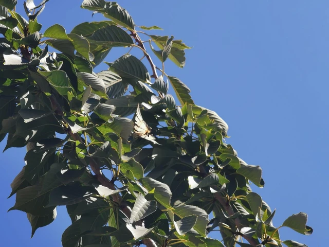 Iphiclides podalirius - kardoslepke