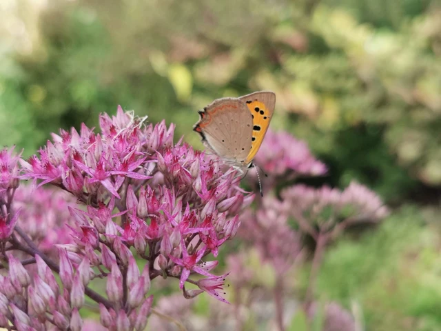Lycaena phlaeas - közönséges tűzlepke
