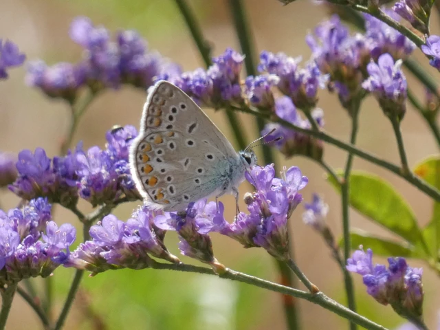 Polyommatus icarus - közönséges boglárka