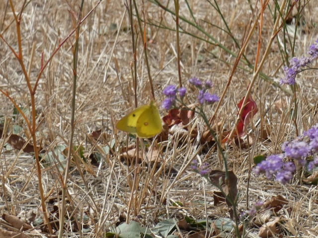 Colias erate - csángó-kéneslepke