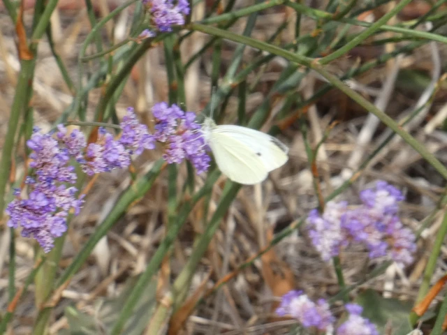 Pieris rapae - répalepke Pieris rapae - répalepke