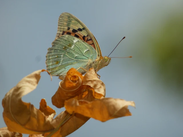 Argynnis pandora - zöldes gyöngyházlepke Argynnis pandora - zöldes gyöngyházlepke