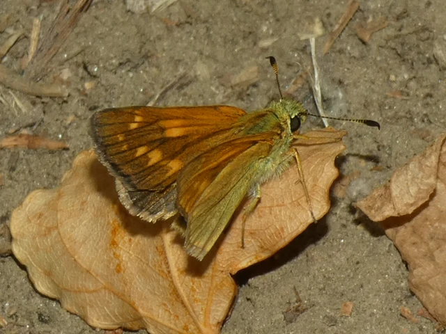 Ochlodes sylvanus - erdei busalepke Ochlodes sylvanus - erdei busalepke