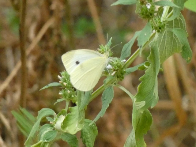 Pieris rapae - répalepke Pieris rapae - répalepke