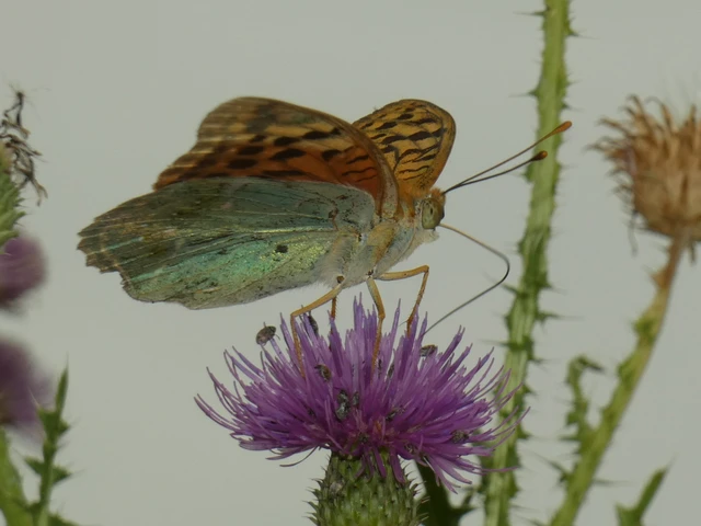 Argynnis pandora - zöldes gyöngyházlepke Argynnis pandora - zöldes gyöngyházlepke