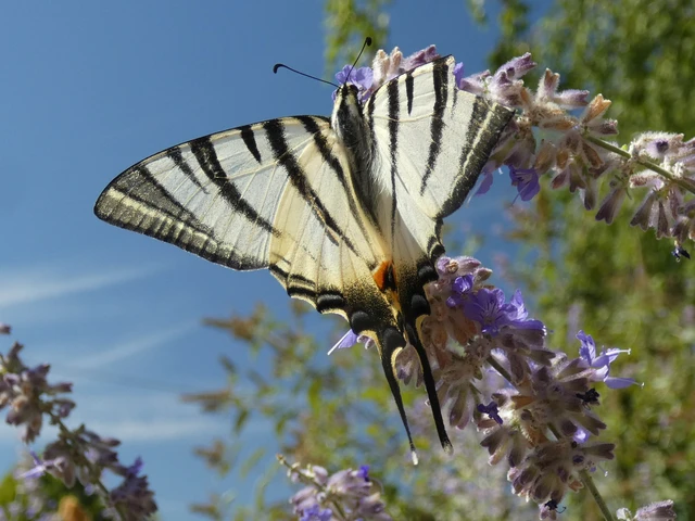 Iphiclides podalirius - kardoslepke Iphiclides podalirius - kardoslepke