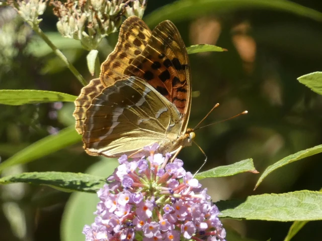 Argynnis pandora - zöldes gyöngyházlepke Argynnis pandora - zöldes gyöngyházlepke