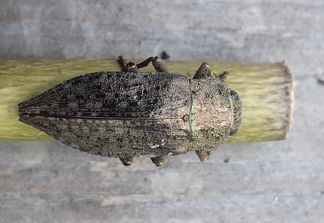 Dicerca Dicerca