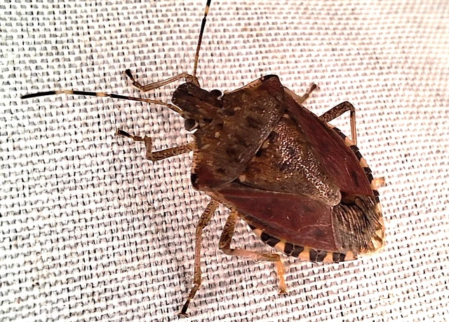 Heteroptera - Poloskák